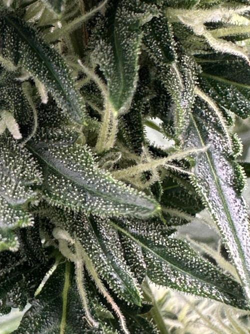 My first grow with Tamara. Week 9 - When you Look closer you Can see the nice white Trichome …so lovely