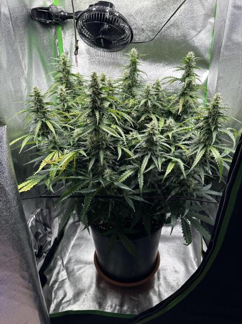 My first grow with Tamara. Week 9 - Day 59 and what could I say …I Open The Box I smell her and I am in Heaven …