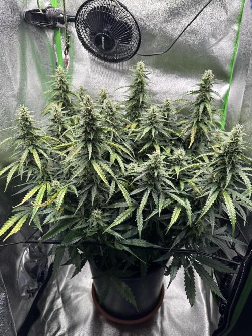 My first grow with Tamara. Week 9 - Day 60