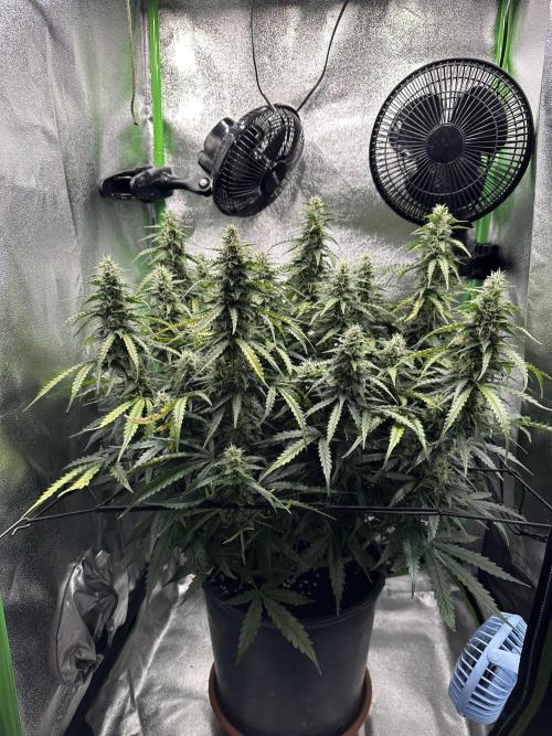 My first grow with Tamara. Week 9 - Day 61