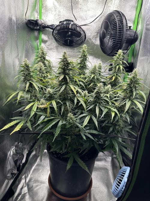 My first grow with Tamara. Week 9 - Day 62 we will have a look closer to her Buds …