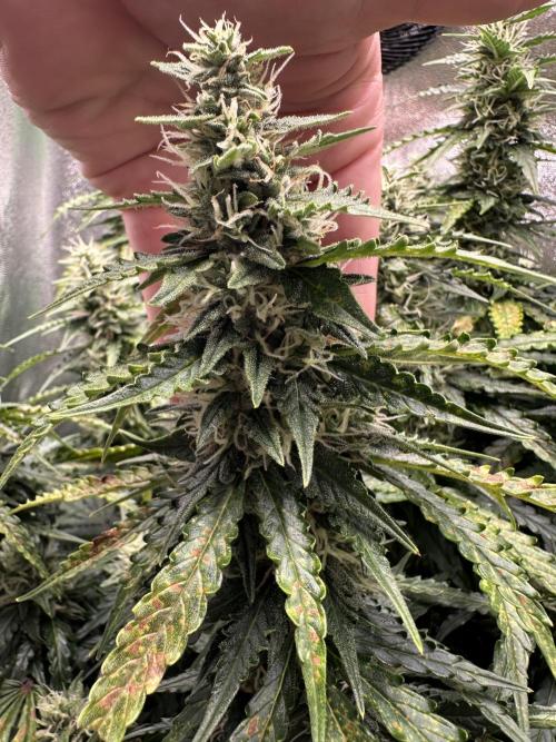 My first grow with Tamara. Week 9 - … and she looks nice and big … I think it will be a nice harvest …^^