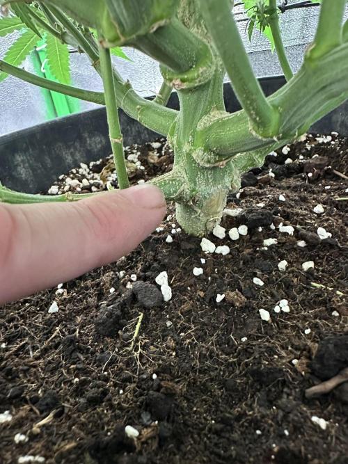 My first grow with Tamara. Week 9 - Tamara‘s plant stem looks looks big.