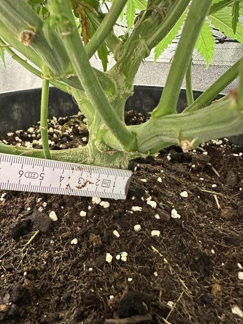 My first grow with Tamara. Week 9 - Wow 3 cm is many for day 62 ?!?! I don’t know, for me it is big ;-)