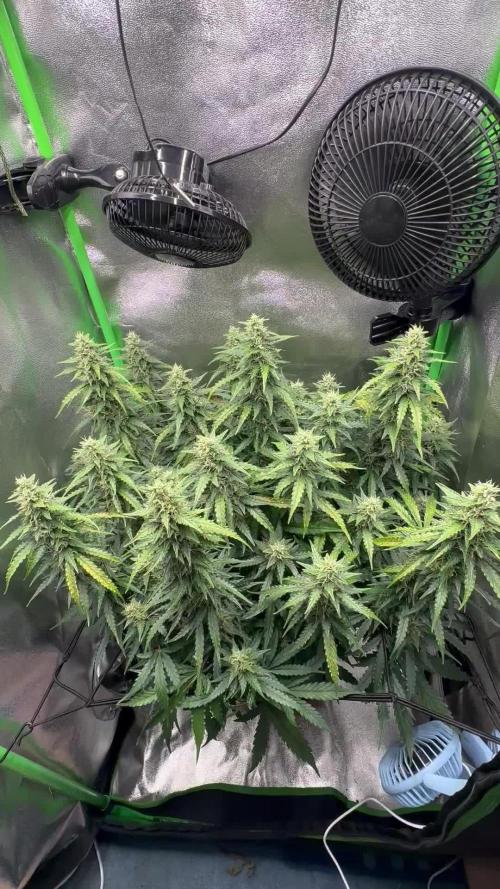 My first grow with Tamara