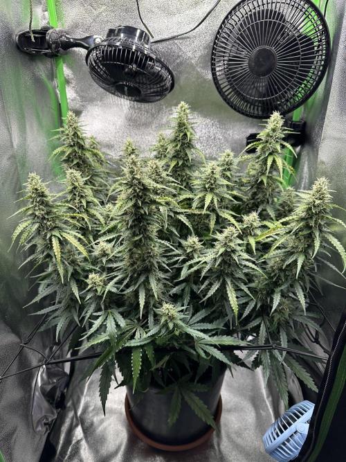 My first grow with Tamara. Week 10 - Day 65