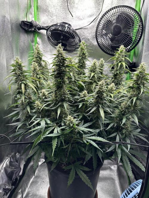 My first grow with Tamara. Week 10 - Day 66 we will have a look at her Buds 