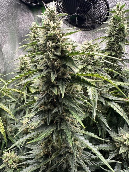 My first grow with Tamara. Week 10 - Tamara has a lot Buds like this … and she smell so nice … ;-)