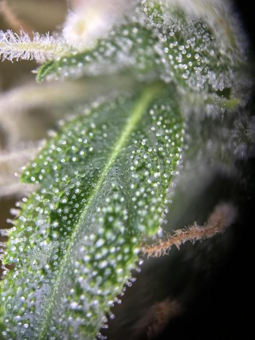 My first grow with Tamara. Week 10 - A Little bit closer, Trichome check…