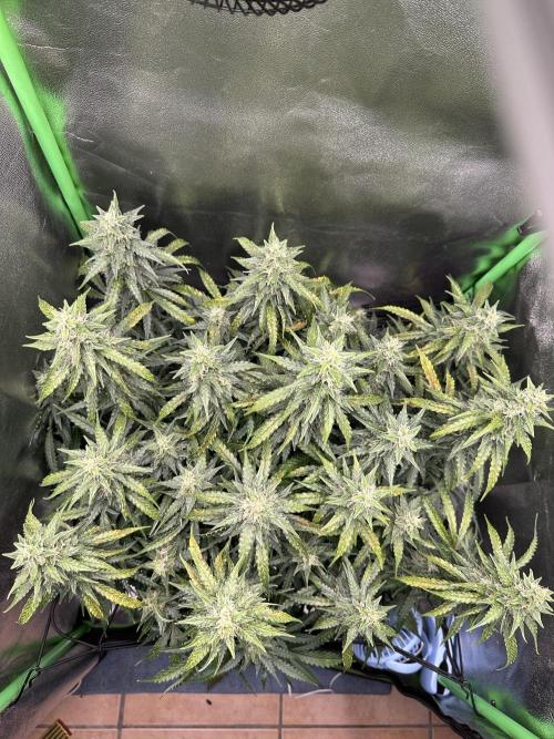 My first grow with Tamara. Week 10 - Day 67 a Look from above…