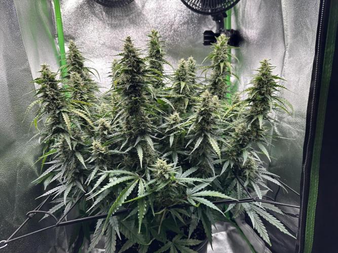 My first grow with Tamara. Week 10 - Day 68 a Look from the side …