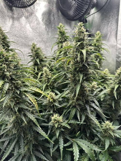 My first grow with Tamara. Week 10 - Her Buds look Like Manhattan with many of towers…^^