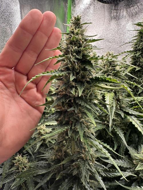 My first grow with Tamara. Week 10 - Big towers I think … 