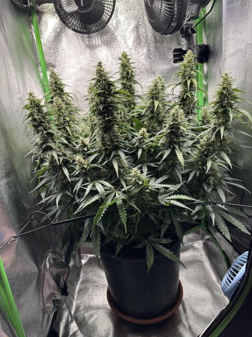My first grow with Tamara. Week 10 - Day 69