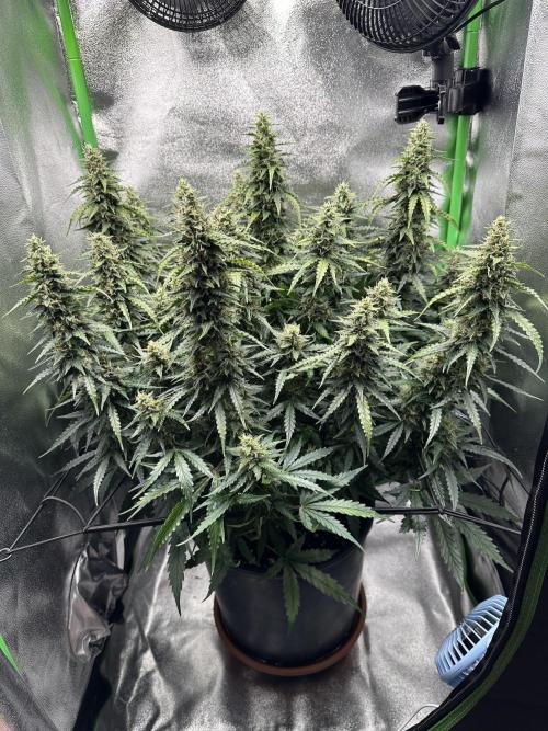 My first grow with Tamara. Week 10 - Day 70