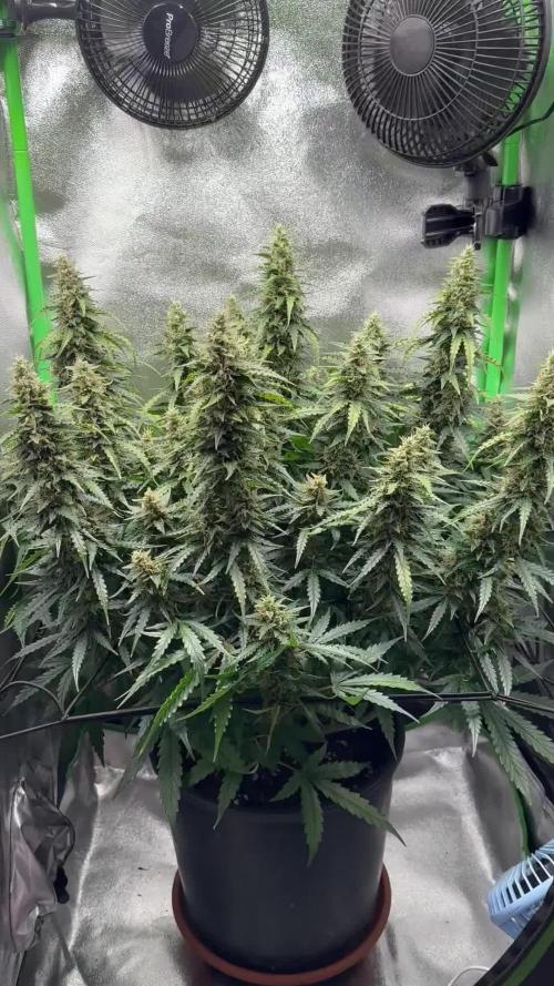 My first grow with Tamara