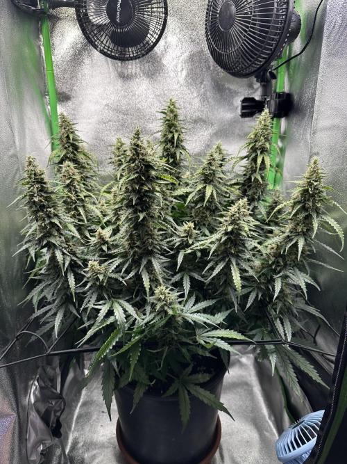 My first grow with Tamara. Week 11 - 2 - 2,5 liter every 2 days are enough for her. Not much I think…