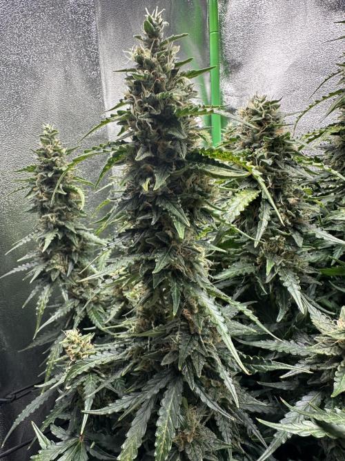 My first grow with Tamara. Week 11 - And have a look how much her Buds Grow… more and more full.