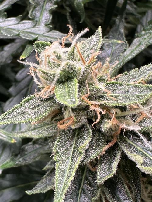 My first grow with Tamara. Week 11 - A little view on the Topographie the buds… many trichome …