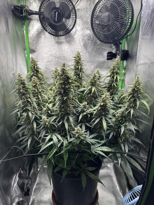 My first grow with Tamara. Week 11 - Day 75 we take a Look closer with Microscope 