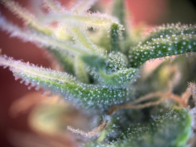 My first grow with Tamara. Week 11 - It her own world … the world of Tamara and I could Share a lot of time with that