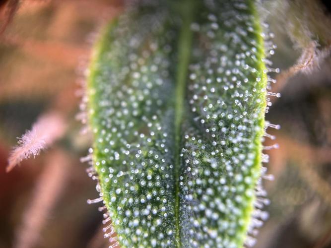 My first grow with Tamara. Week 11 - So fucking Beautiful…never saw that before, don’t forget is my first grow