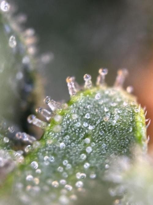 My first grow with Tamara. Week 11 - And what I knew..it will be not the last grow ^^