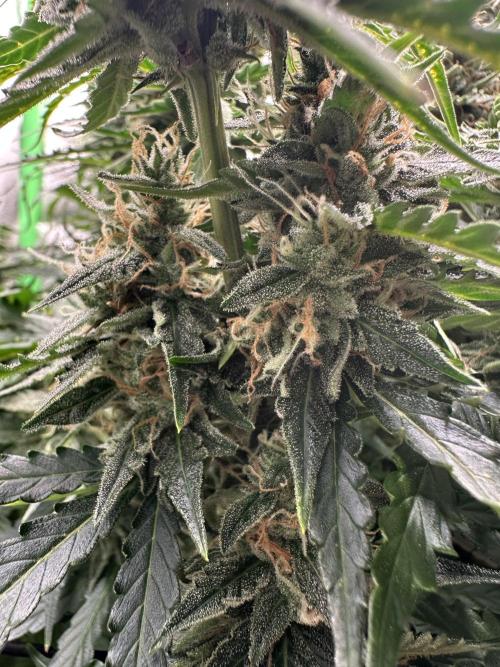 My first grow with Tamara. Week 11 - Every part of Tamara is new and more Beautiful…