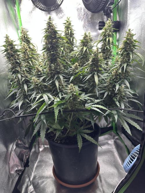 My first grow with Tamara. Week 11 - Day 76
