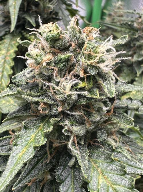 My first grow with Tamara. Week 11 - I know we have take a Look yesterday on her buds but today we Look …