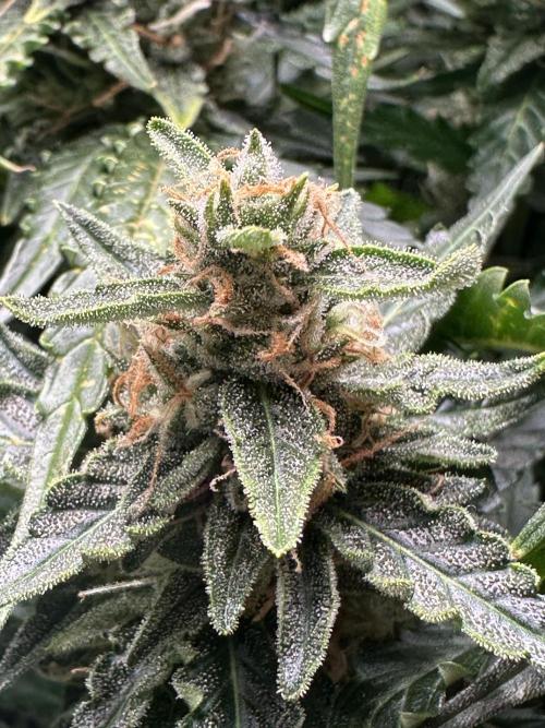 My first grow with Tamara. Week 11 - …to other parts of Tamara and what Can I say… I am impressed of her beautyness