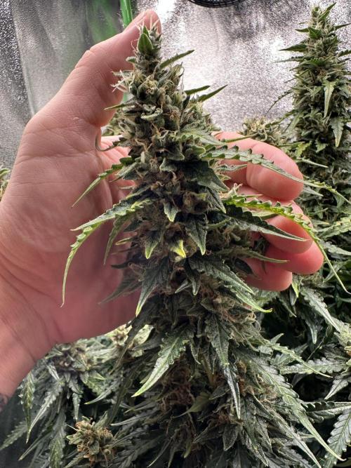 My first grow with Tamara. Week 11 - Really impressed, I don’t know when I was it the last time in my life … awesome