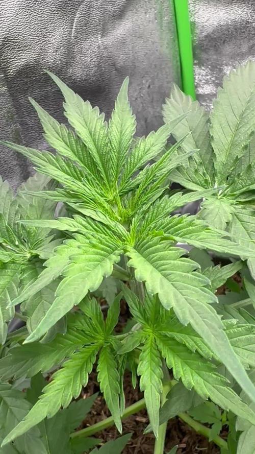 Community Grow Oct 2025 ELSA