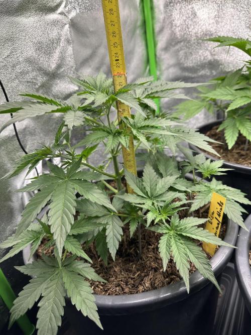 Community Grow Oct 2025 ELSA. Week 5 - 21cm is not much, but I think okay …its day 31