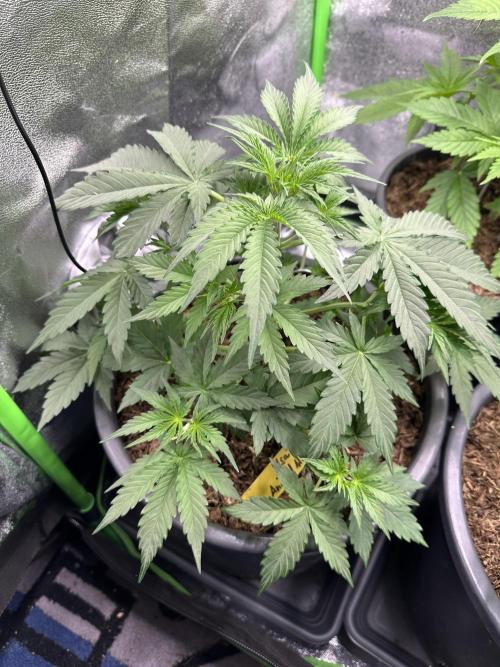 Community Grow Oct 2025 ELSA. Week 5 - Day 32 and I think the shared Growbox is a little to small for 3 plants…