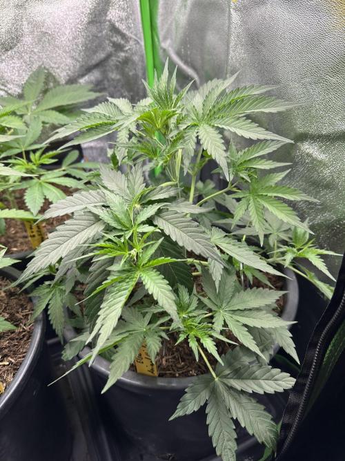 Community Grow Oct 2025 ELSA. Week 5 - Day 33 