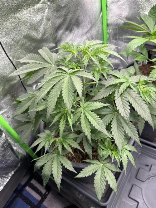 Community Grow Oct 2025 ELSA. Week 5 - Day 34