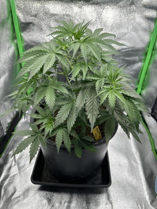 Community Grow Oct 2025 ELSA. Week 5 - Day 35 she become her own growbox, it‘s Tamara‘s Growbox, Hope she like