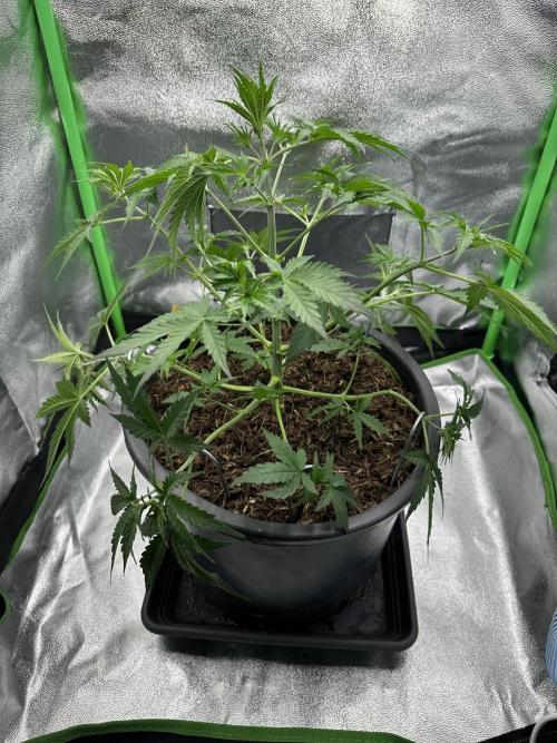Community Grow Oct 2025 ELSA. Week 5 - New room … new style 🤣