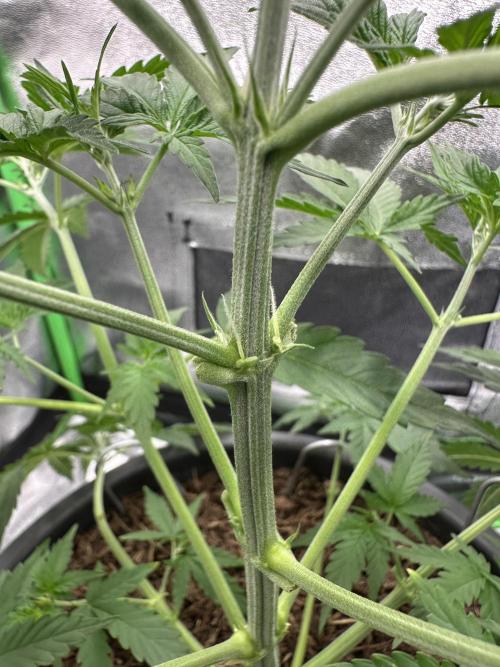 Community Grow Oct 2025 ELSA. Week 5 - And while I cut the leafes I find the first signs for her preflower Part … nice