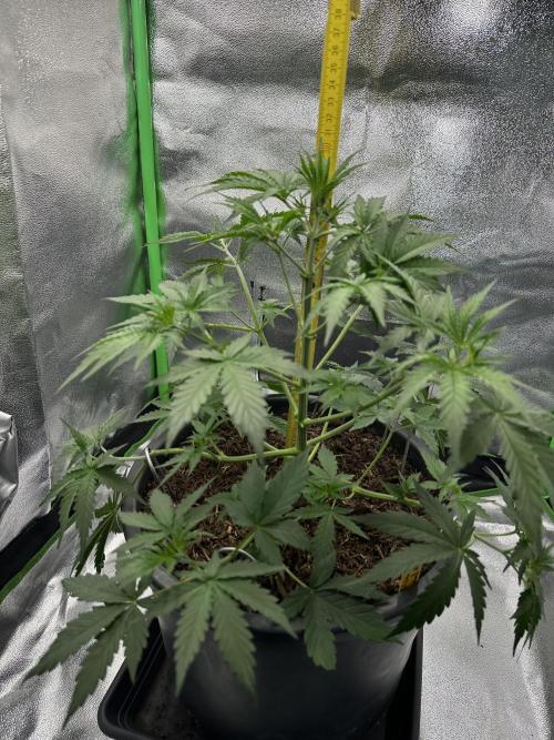 Community Grow Oct 2025 ELSA. Week 5 - And she Starts in her new part with 30 cm. 
