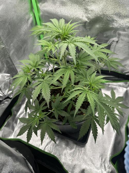 Community Grow Oct 2025 ELSA. Week 5 - Day36 Elsa isn’t a child plant she is a Teenager plant from now