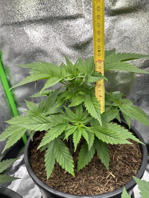 Triploid Seed Test Cookie Queen Tessa. Week 5 - Tessa start with 22 cm in her 5th grow week