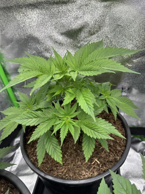 Triploid Seed Test Cookie Queen Tessa. Week 5 - Day 31 she look so lovely with her spring Green leafes 