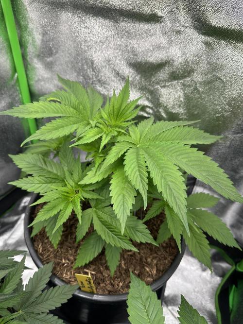 Triploid Seed Test Cookie Queen Tessa. Week 5 - Day 32 and you can see the leafes growing big and bigger