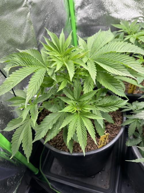 Triploid Seed Test Cookie Queen Tessa. Week 5 - Day 33 you can see the unnormal leaf on the left she do it again 🤣