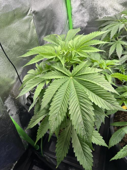 Triploid Seed Test Cookie Queen Tessa. Week 5 - Day 34 Tessa need more Place… I think it’s time to say goodbye to her sisters 😅