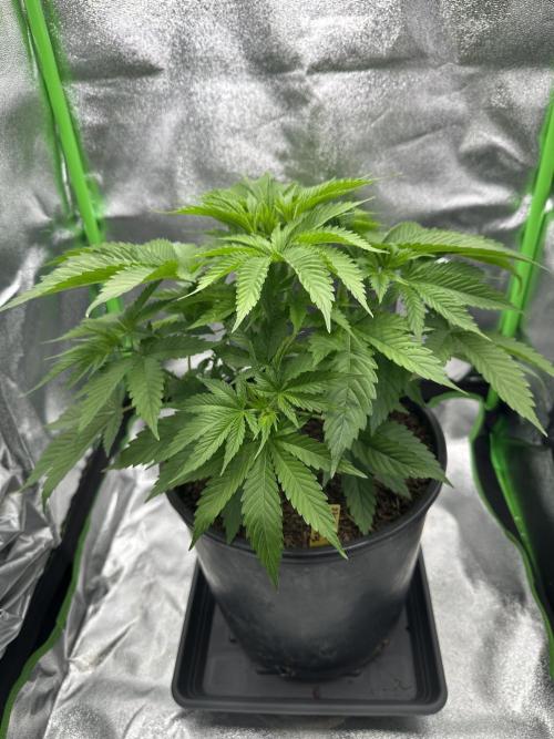 Triploid Seed Test Cookie Queen Tessa. Week 5 - Day 35 in her new growbox she have a new Lightmix 12 day / 12 night