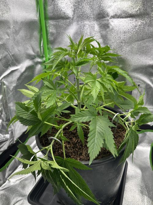 Triploid Seed Test Cookie Queen Tessa. Week 5 - Also a light LST Training, because she is a fem Photo and should go in flower