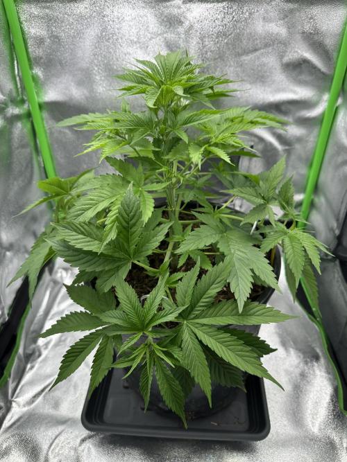 Triploid Seed Test Cookie Queen Tessa. Week 5 - Only 6 h later she look nice after her LST